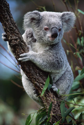 Plastik-Didges sind gut f�r eukalyptusb�ume und koalas!
